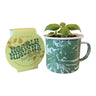 Modern Sprout Basil Grow kit with a swirl green and white mug with a basil plant inside